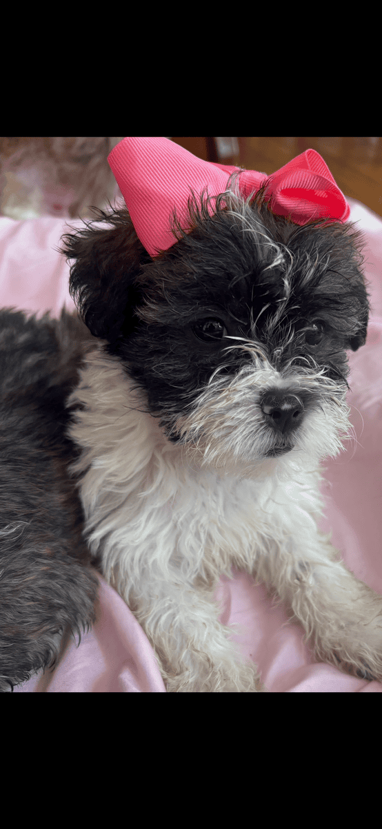 Beautiful Female Maltese x Shih Tzu image 10