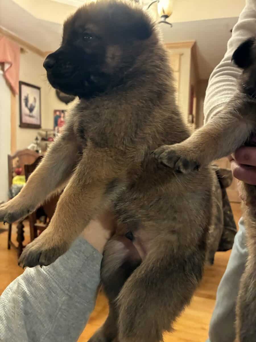 Belgian Shepherd Puppies image 5