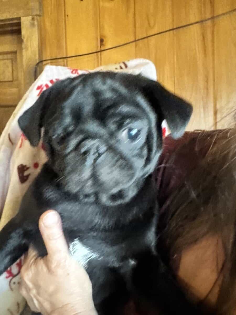 Pug Puppies image 5