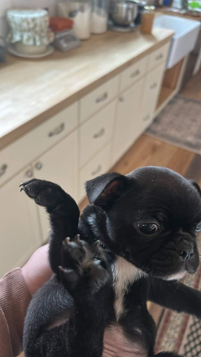 Bugg Puppies image 5