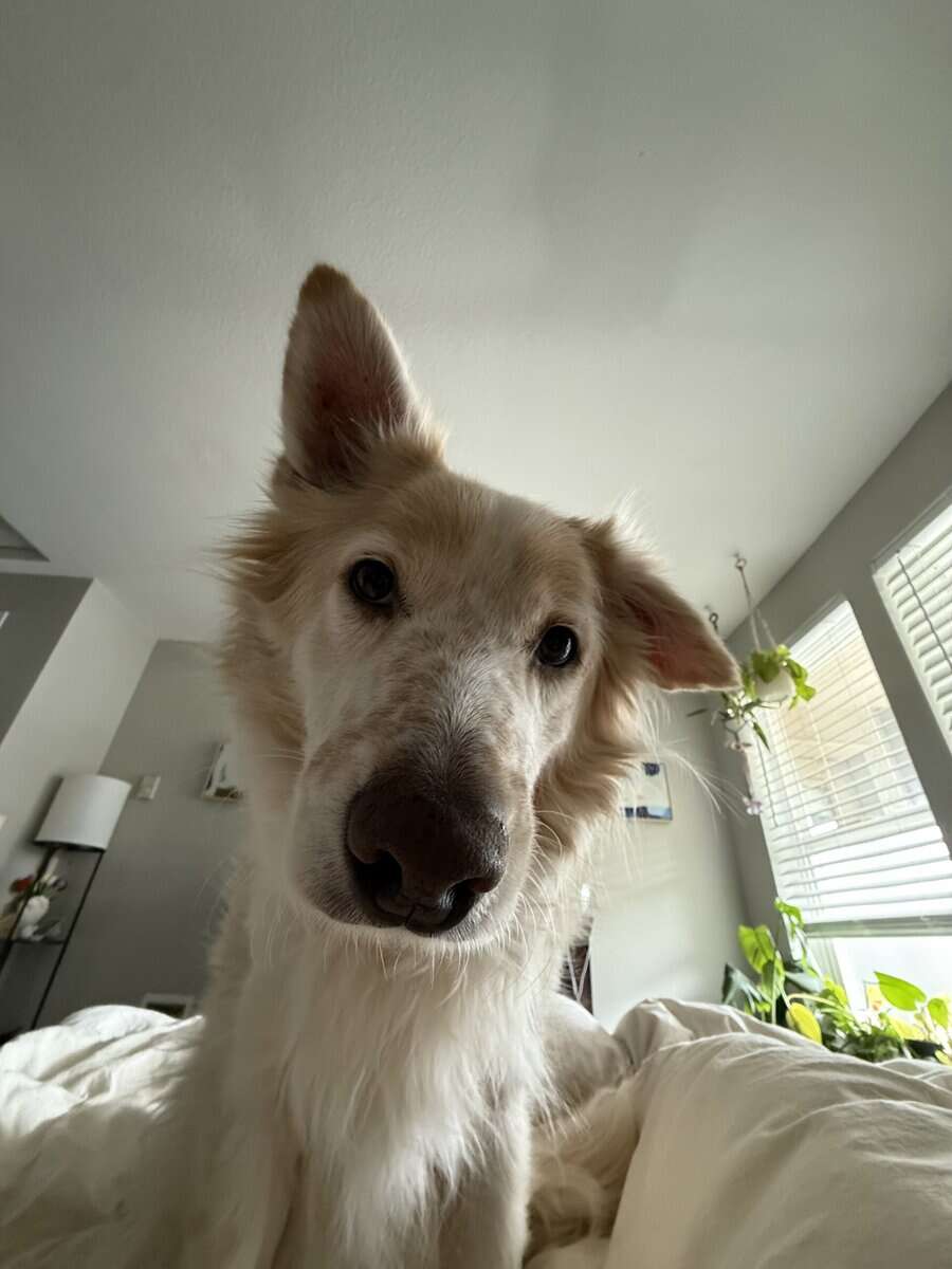 Rehoming Aussie husky mix image 2