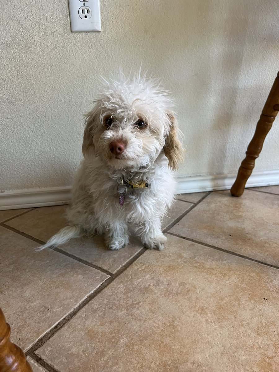 6 Month Old Poodle Maltese Mix image 2