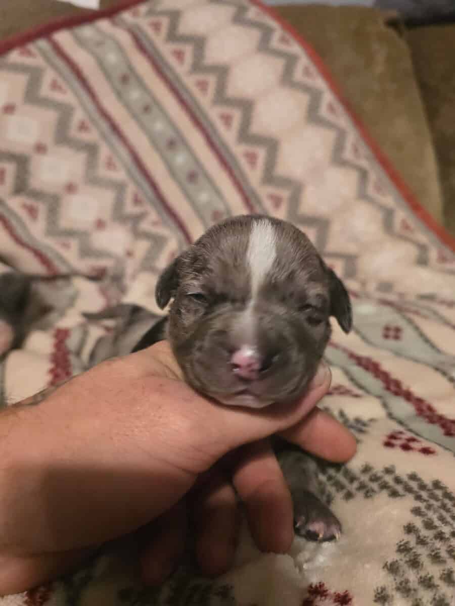 American Bully Puppies image 3