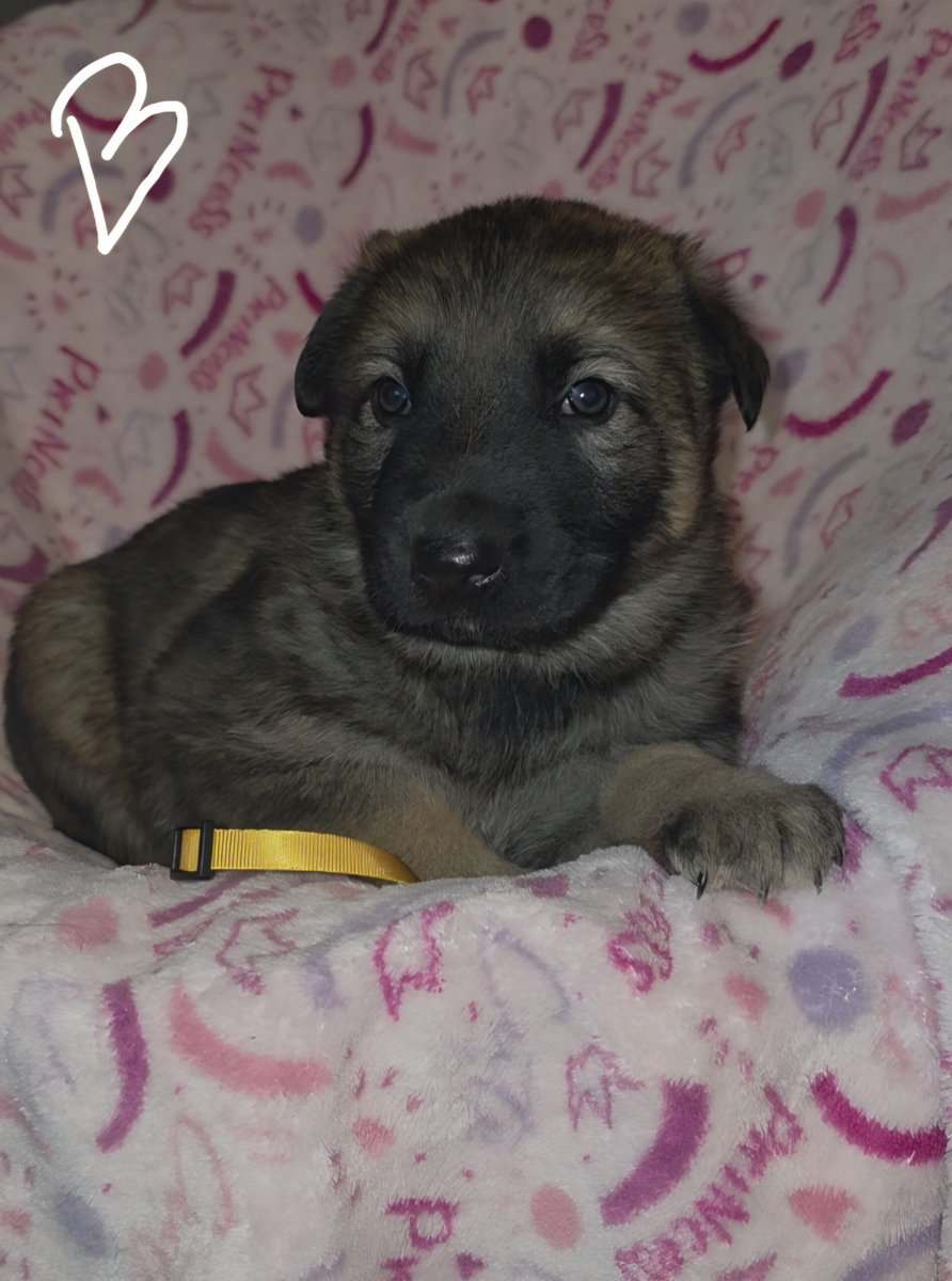 Shepherd mix image 3