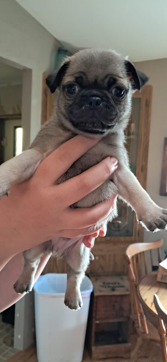 Pug puppies image 4