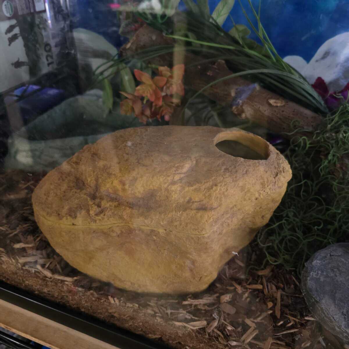 Ball Python needs good home image 6