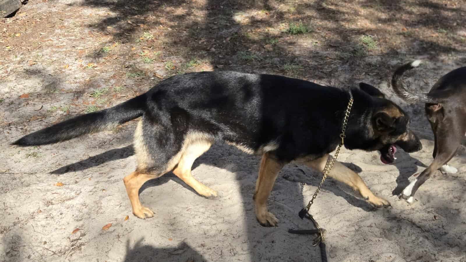 German Shepherd female image 7