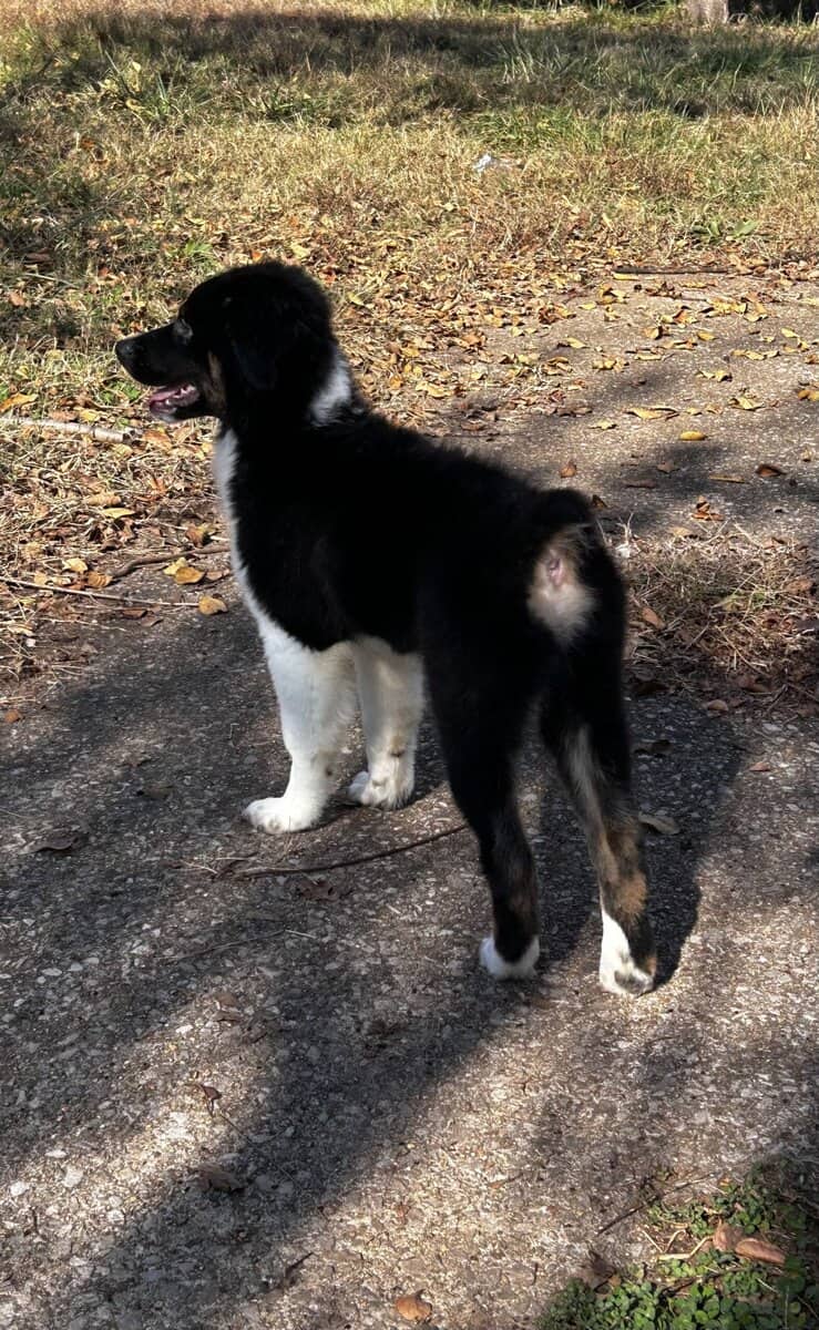 Male Australian Shepherd Puppy image 2
