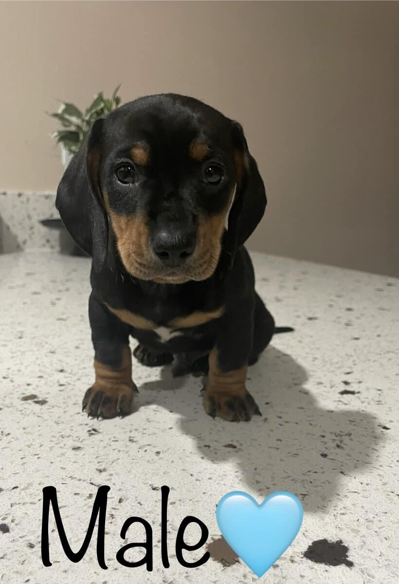 Male dachshund puppy image 1