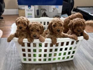 Mini Goldendoodles Puppies