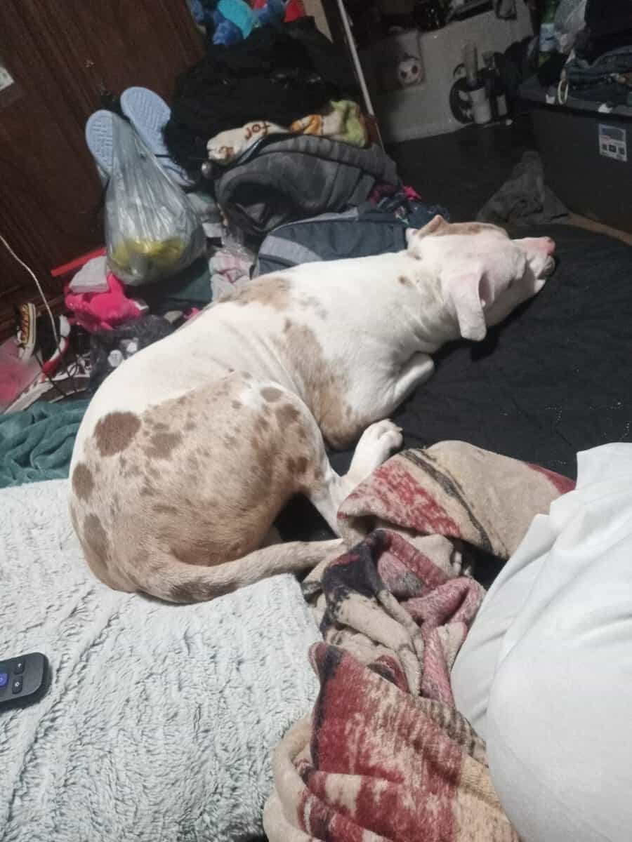 Merle Female Pitbull image 1