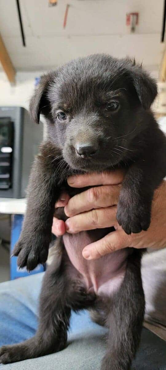 AKC Registered German Shepherd Puppies image 10