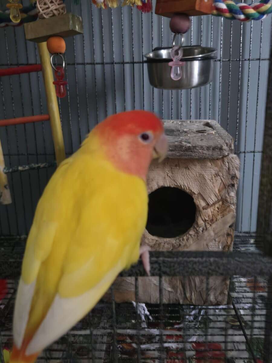 Cage/toys included! Red Headed Lutino Lovebird image 5