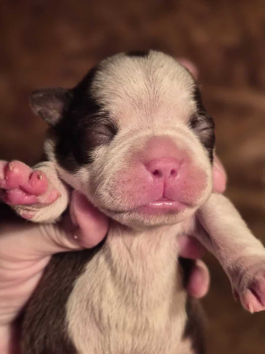 AKC Boston terriers image 7