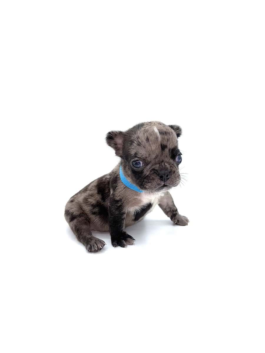 Frenchies carrying pink and fluffy image 15