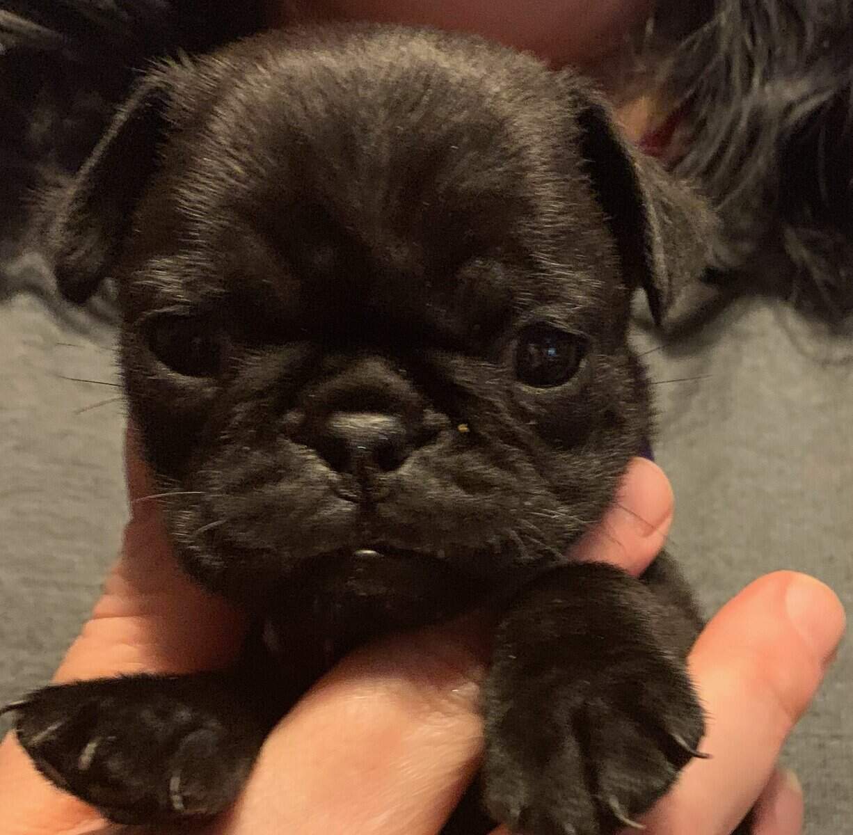 Pug puppies for sale image 15