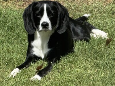 I want to introduce to you, ” Kookie” the Love Dog