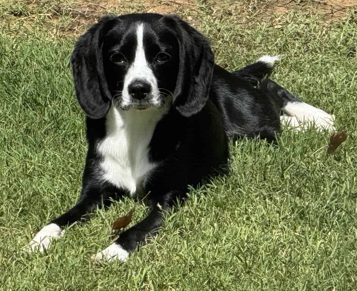 I want to introduce to you, " Kookie" the Love Dog image 1