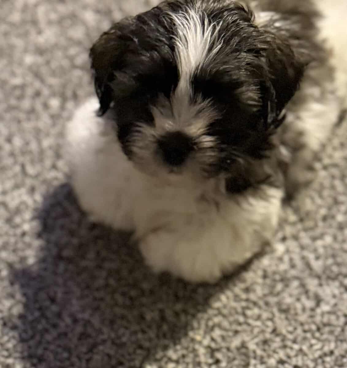 Adorable Teddy Bear Puppies image 7