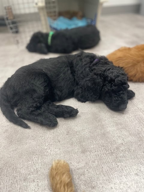 Doodle puppies ready for furever homes. image 5