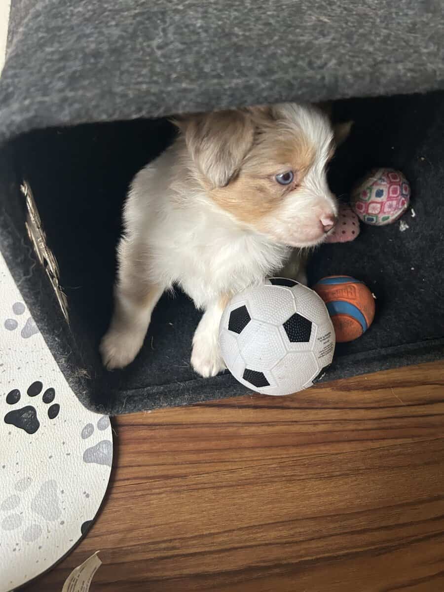 Puppies image 5