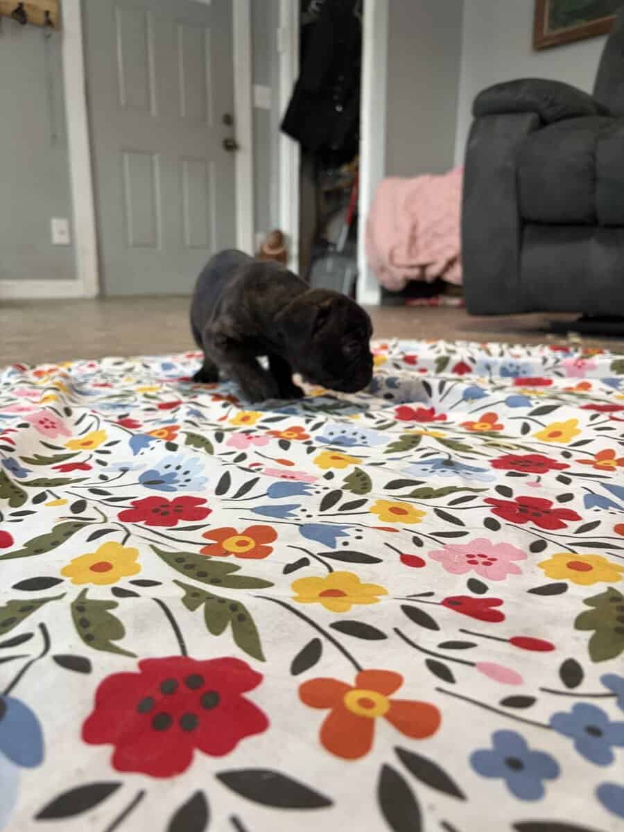 French English Bulldog puppies image 13