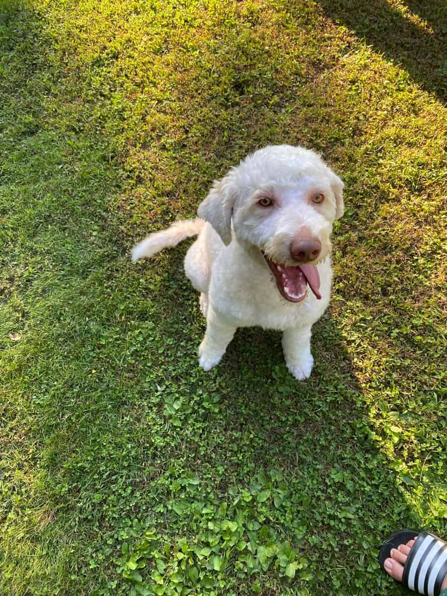 Aussiedoodle image 4