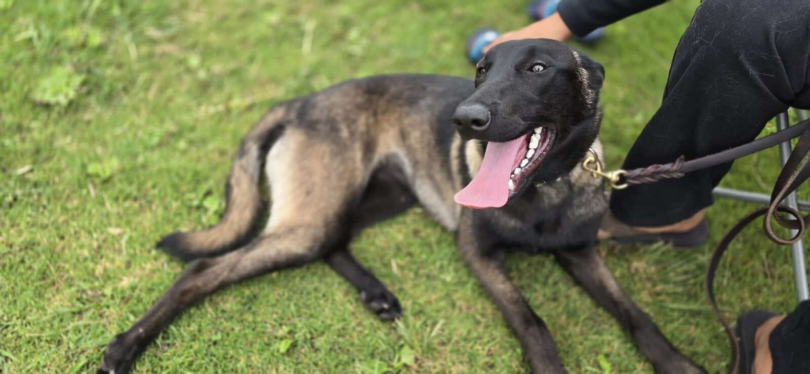 Rehoming Belgian Malinois image 3