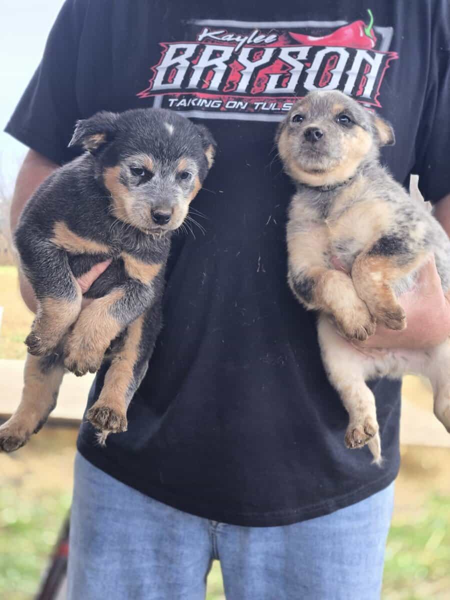 Blue heeler puppies image 3