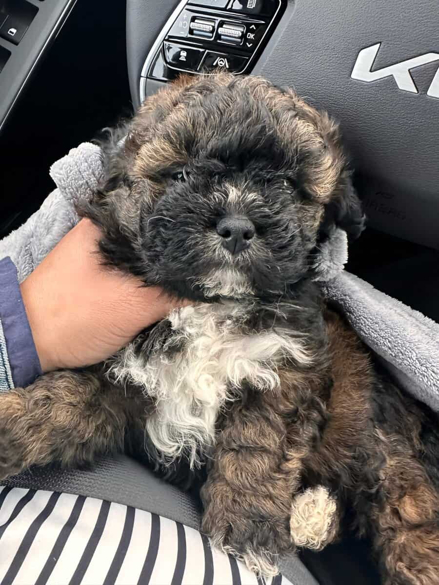 Tri-Colored 8 Week Old Shih-Poo Puppy image 1