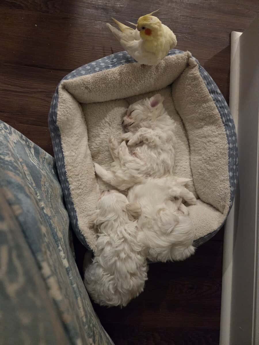 Maltese Purebred Puppies image 3