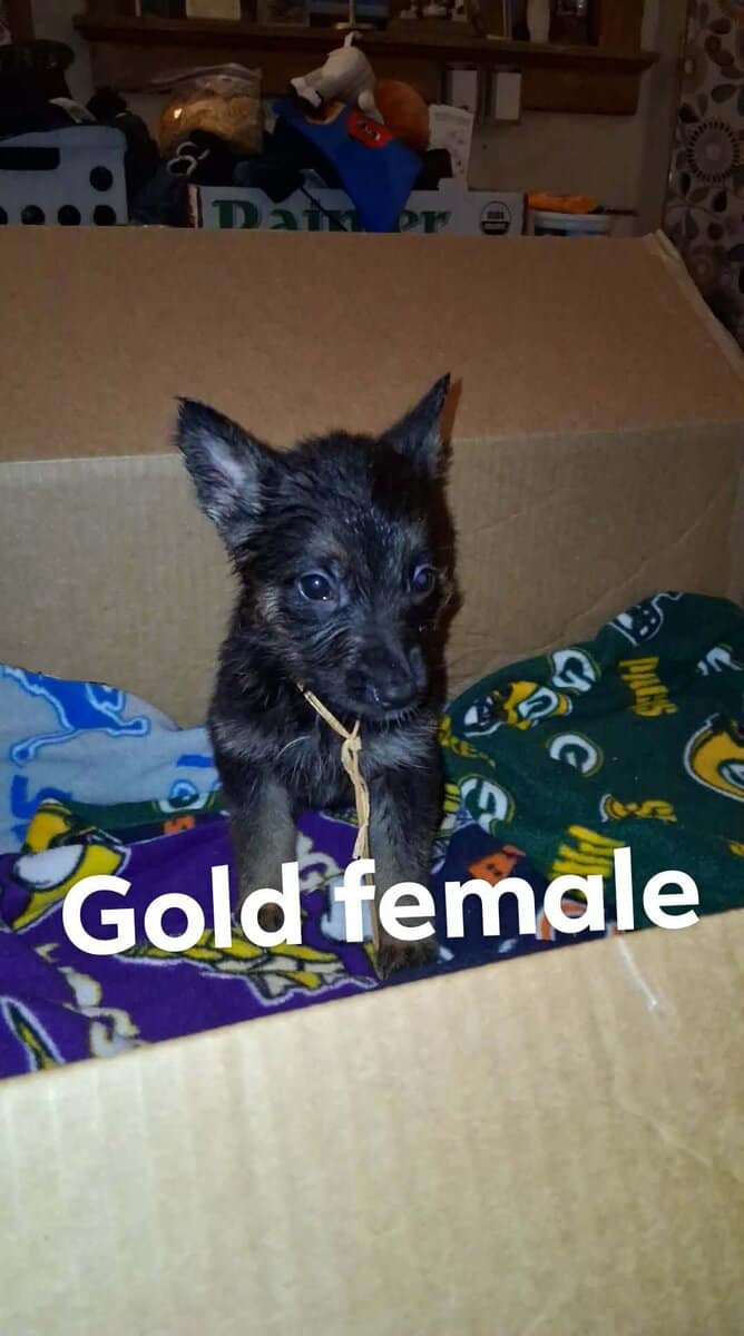 German Shepherd Puppies image 8