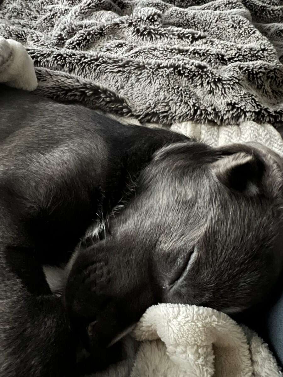 4Month old female Lab mix Free to good home image 6