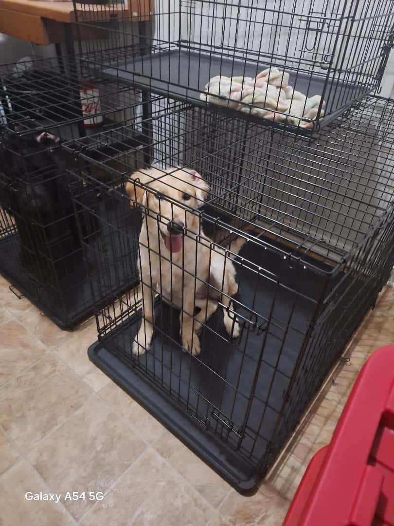 Labradoodle Puppies image 4