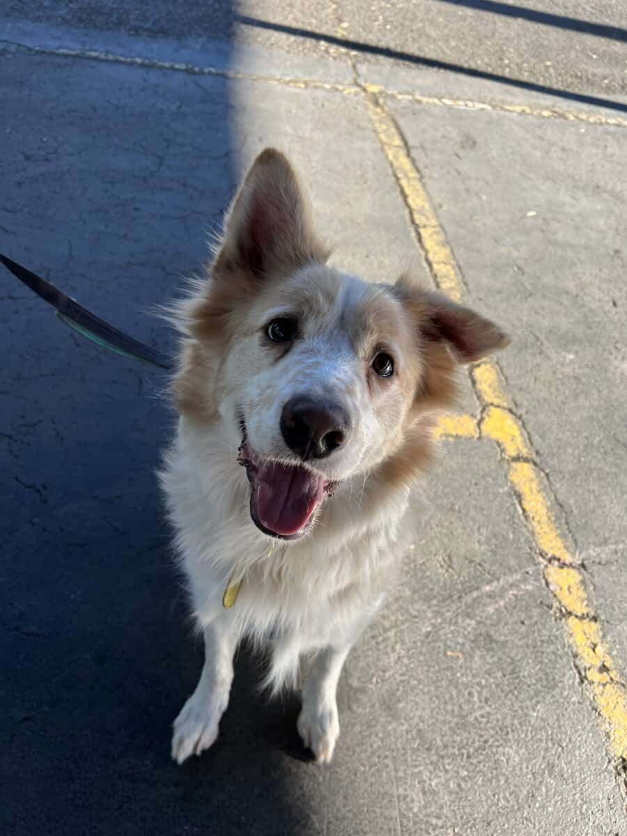 Rehoming Aussie husky mix image 1