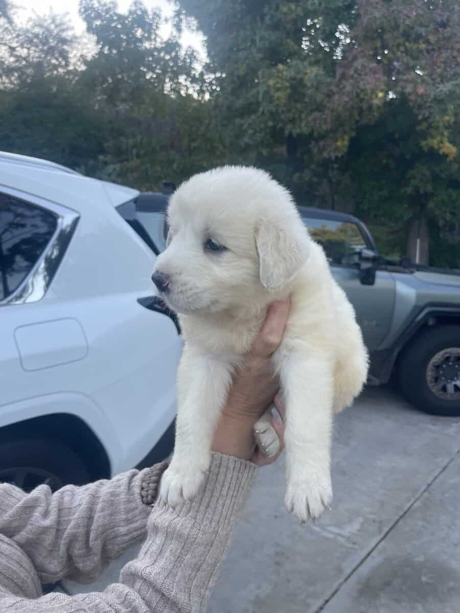 Great Pyrenees/Anatolian Shepherd mix puppies image 2