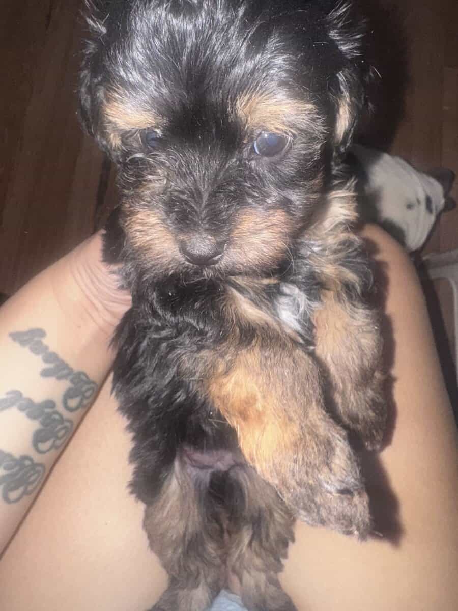 Yorkies image 2
