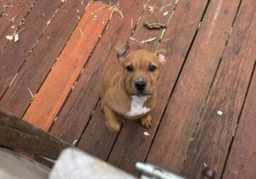 10 week old female American bully / pit bull for s