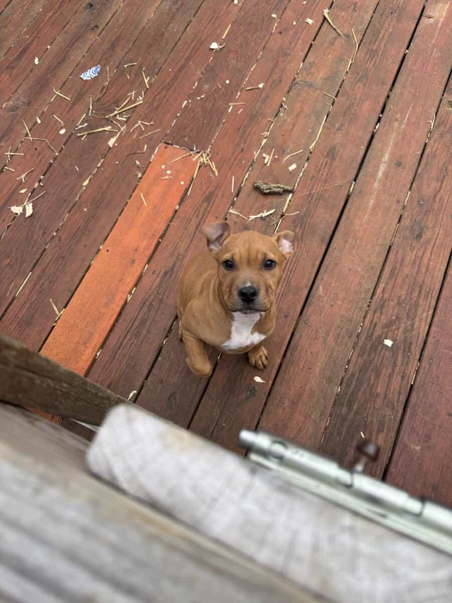 10 week old female American bully / pit bull for s image 3