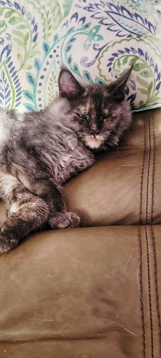 Savvy Cats image 5