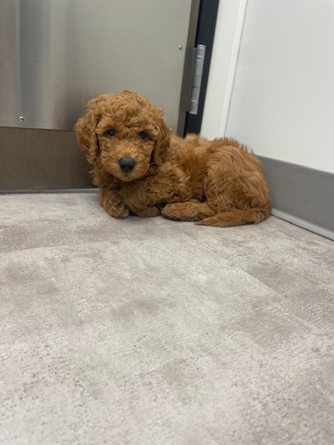 Doodle puppies ready for furever homes. image 7