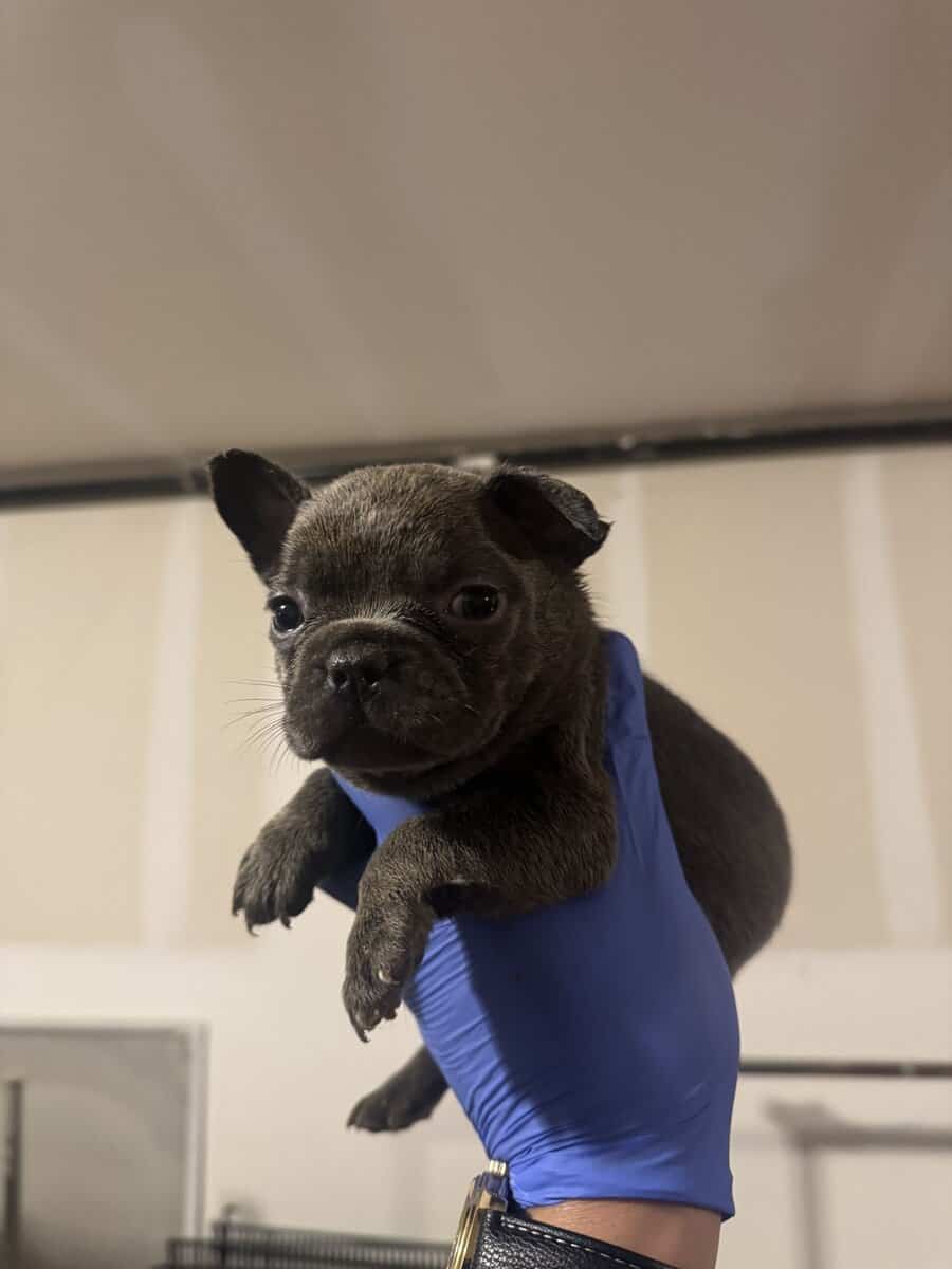 French Bulldog pup image 14