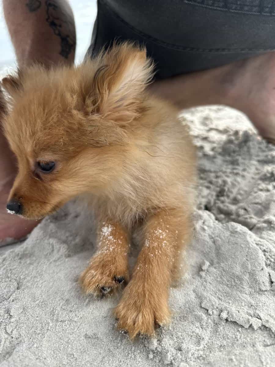 Pomeranian image 4