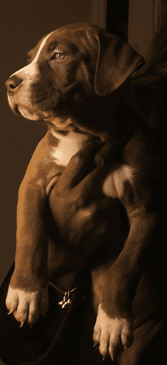 Chocolate Pitbull Puppy image 7