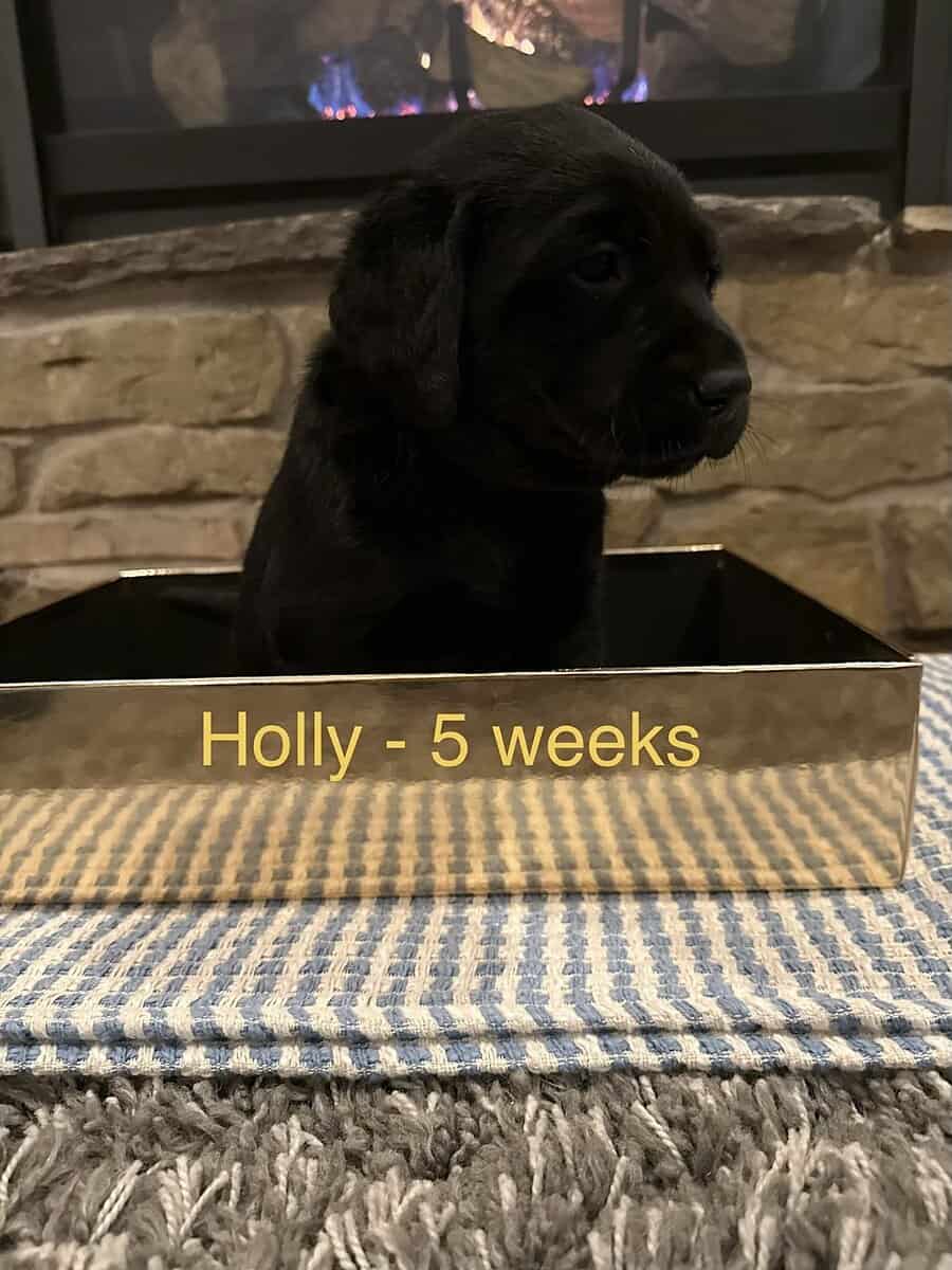 3 Black Female Labrador Retriever Puppies image 6
