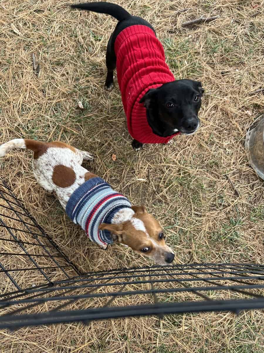 Chaweenie dogs image 2