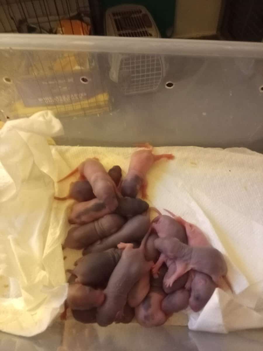 Rat pups image 5