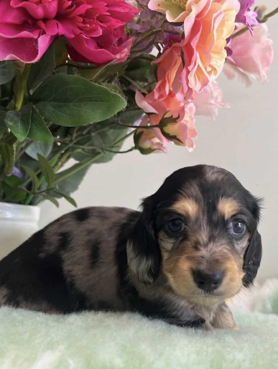 Miniature Dachshund Puppies Available image 4