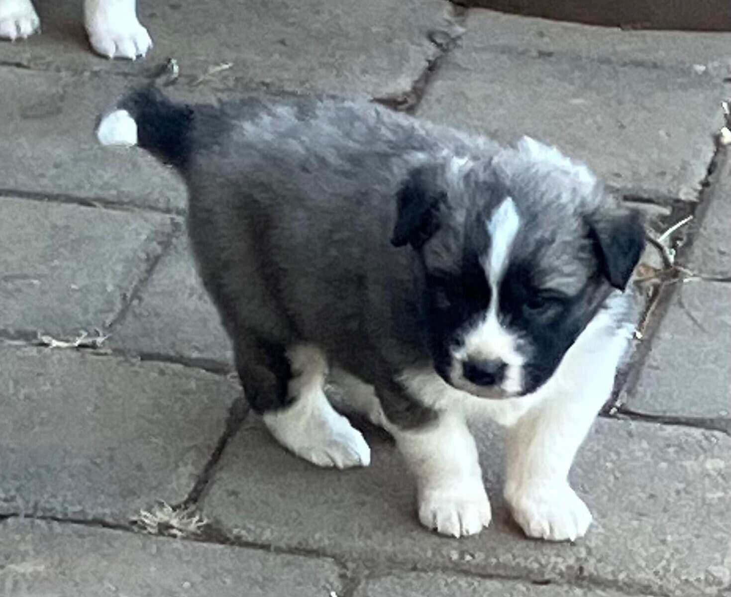 Great Pyrenees mix puppies! image 4