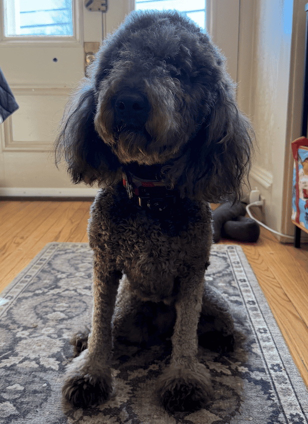 Purebred Goldendoodle (female) image 2